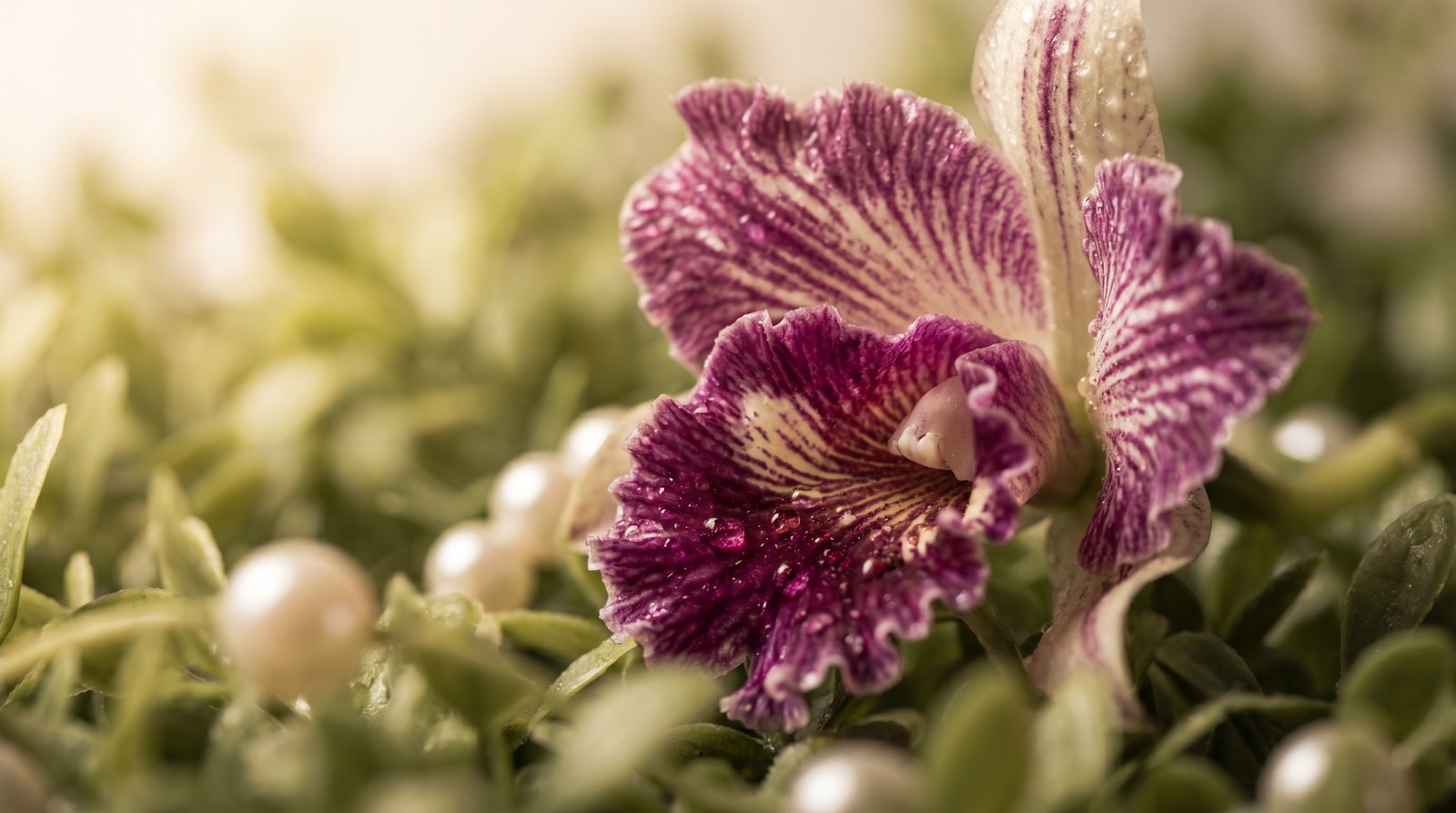 幼幼视频-珍稀兰花品种鉴赏视频教程